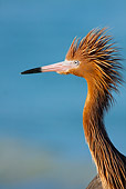 BRD 13 LS0015 01
Head Shot Of Reddish Egret In Breeding Plumage On Beach