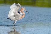 BRD 13 LS0016 01
Reddish Egret Hunting Minnows In Tampa Bay, Florida