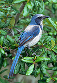 BRD 13 LS0017 01
Florida Scrub Jay Perched On Twig Florida