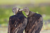 BRD 13 LS0018 01
Two Black Vultures Courting Along Lake Shore Sarasota County, Florida