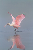 BRD 13 LS0019 01
Young Roseate Spoonbill Stretching Wings In Foggy Lake At Dawn Sarasota County, Florida