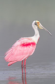 BRD 13 LS0020 01
Roseate Spoonbill In Breeding Plumage Wading In Foggy Lake Sarasota County, Florida
