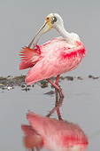 BRD 13 LS0021 01
Roseate Spoonbill In Breeding Plumage Preening In Foggy Lake Sarasota County, Florida