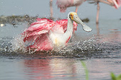 BRD 13 LS0022 01
Roseate Spoonbill In Breeding Plumage Bathing In Foggy Lake Sarasota County, Florida