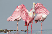 BRD 13 LS0023 01
Roseate Spoonbill In Breeding Plumage Preening After Bath Shallow River Sarasota County, Florida