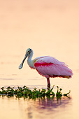 BRD 13 LS0024 01
Roseate Spoonbill In Breeding Plumage Wading In Lake At Sunset Sarasota County, Florida