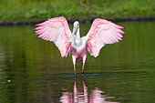 BRD 13 LS0025 01
Young Roseate Spoonbill Stretching Wings In Shallow Lake Sarasota County, Florida