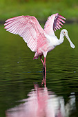 BRD 13 LS0026 01
Young Roseate Spoonbill Stretching Wings In Shallow Lake Sarasota County, Florida