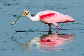 BRD 13 LS0027 01
Roseate Spoonbill In Breeding Plumage Foraging In Shallow Lake Sarasota County, Florida