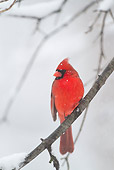 BRD 13 LS0028 01
Northern Cardinal Male Perched On Branch In Snowstorm