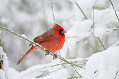 BRD 13 LS0029 01
Northern Cardinal Male Perched On Branch In Snowstorm
