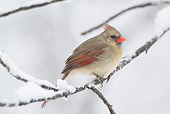 BRD 13 LS0030 01
Northern Cardinal Female Perched On Branch In Snowstorm