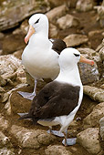 BRD 13 MC0001 01
Black-Browed Albatross Sitting On Rocks Falkland Islands