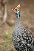 BRD 13 MC0002 01
Portrait Of Helmeted Guineafowl Kenya