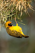 BRD 13 MC0004 01
Portrait Of Speke's Masked Weaver Clinging To Brush