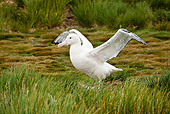 BRD 13 MC0006 01
Wandering Albatross Displaying Wings Falkland Islands