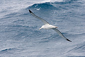 BRD 13 MC0007 01
Wandering Albatross Flying Over Water Near Falkland Islands
