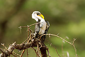 BRD 13 MC0008 01
Yellow-Billed Hornbill Female Perched On Tree Branch Kenya