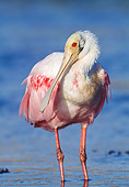 BRD 13 MC0009 01
Roseate Spoonbill Standing In River Florida