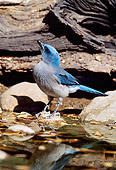 BRD 13 MC0010 01
Gray-Breasted Jay Standing On Rock In Creek Arizona