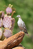 BRD 13 MC0013 01
White-Winged Dove Perched On Rock Arizona