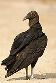 BRD 13 MC0015 01
Back View Of Black Vulture Standing On Sand Brazil