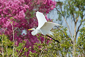 BRD 13 MC0016 01
Great Egret Flying Near Trees And Pink Blossoms Brazil