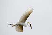 BRD 13 MC0017 01
Great Egret Flying With Fish In Bill Brazil