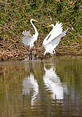 BRD 13 MC0018 01
Great Egrets Fighting Along River Brazil