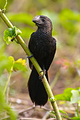 BRD 13 MC0021 01
Smooth-Billed Ani Perched On Tree Branch Brazil