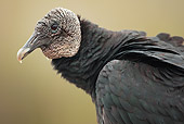 BRD 13 MC0022 01
Close-Up Of Black Vulture At Anhinga Trail Everglades