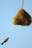 BRD 13 MC0023 01
Black-Capped Social-Weaver Building Nest Kenya