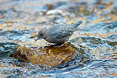 BRD 13 MC0024 01
American Dipper AKA Water Ouzel Fishing For Insects Yellowstone National Park