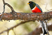 BRD 13 MC0025 01
Elegant Trogon Male Perched On Tree Branch Arizona