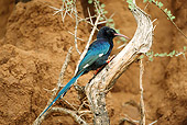 BRD 13 MC0026 01
Green (Red-Billed) Wood Hoopoe Feeding On Termite Mound Kenya