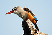 BRD 13 MC0027 01
Grey-Headed Kingfisher Male Sitting On Tree Branch Kenya