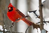 BRD 13 MC0028 01
Northern Cardinal Male Perched On Snowy Twig