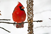 BRD 13 MC0029 01
Northern Cardinal Male Perched On Snowy Twig