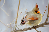 BRD 13 MC0030 01
Northern Cardinal Female Perched On Snowy Twig