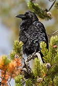 BRD 13 MC0031 01
Common Raven Perched In Pine Tree Yellowstone National Park