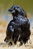 BRD 13 MC0032 01
Common Raven Sunning On Dry Grass Yellowstone National Park