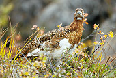 BRD 13 MC0033 01
Willow Ptarmigan Sitting On Ground Yellowstone National Park