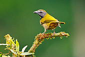 BRD 13 MC0034 01
Buff-Throated Saltator Perched On Tree Limb Costa Rica