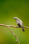 BRD 13 MC0035 01
Palm Tanager Perched On Tree Branch Costa Rica