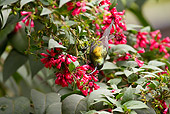 BRD 13 MC0039 01
Bronze Sunbird Feeding On Nectar From Flowers Rwanda