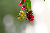 BRD 13 MC0040 01
Bronze Sunbird Feeding On Red Flowers Rwanda