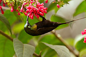 BRD 13 MC0041 01
Bronze Sunbird Feeding On Nectar From Flowers Rwanda