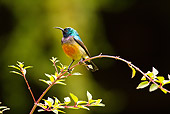BRD 13 MC0043 01
Variable Sunbird Perched On Twig Rwanda