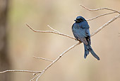 BRD 13 MC0044 01
Black Drongo Perched On Twig Satpura National Park In Madhyda Pradesh, India