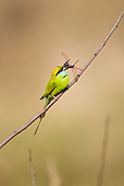 BRD 13 MC0045 01
Green Bee-Eater Eating Insect On Twig Kanha National Park In Madhya Pradesh, India